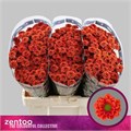 Хризантема сант-Chrysant sant-Melissa-55cm-100gr 3148ffd7-bfa6-11ec-0a80-0b4c0008978f