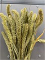Сухоцвет-Setaria 100Gr-Naturale-bunch 3159f72b-9388-11ed-0a80-0e98002423c8
