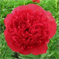 Пион-Paeonia-Command Performance--60cm 315f764d-42a8-11f0-0a80-0da50005fa3a