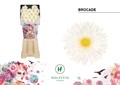 Гербера-Gerbera-Mi Gersp Diamond Brocade--50cm 3161cedb-4bf8-11ef-0a80-0d8e0037236d