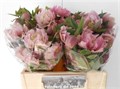 Хеллеборус-Helleborus-Or Db Ellen Pin--40cm 3165bf73-f5e3-11ef-0a80-191500248988