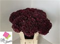 Гортензия-Hydrangea-M Mag D Ruby Cl-80cm 04cbf7c3-5376-11ed-0a80-0b7900380a59