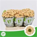 Хризантема сант-Chrysant sant-Rossi Salmon-55cm-105gr 3174fdc4-bfa6-11ec-0a80-0b4c000897e9