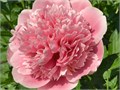 Пион-Paeonia-Etched Salmon-/60cm 3176b6c1-3257-11f0-0a80-043b002452ca
