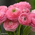 Ранункулус-Ranunculus-Pink-45cm-IS 318b74a9-2361-11ef-0a80-1604000089f3