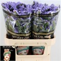 Лимониум-Limonium-S Donau Birds-75cm-75gr 31933618-8f32-11ed-0a80-070800fa480a