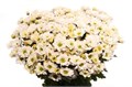 Хризантема сант-Chrysant sant-Rossi White-55cm-105gr 31953801-bfa6-11ec-0a80-0b4c0008982b