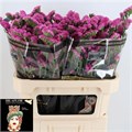 Лимониум-Limonium-S Raspb Wings-75cm-75gr 3199ad1c-8f32-11ed-0a80-070800fa480d