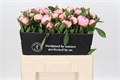 Пион-Paeonia-Southerns Pride-55cm 31a662ed-8f32-11ed-0a80-070800fa4810