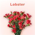 Гвоздика куст SE-Dianthus sp SE-Lobster-FC 31dc948c-6671-11ed-0a80-06480018bb6a