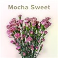Гвоздика куст SE-Dianthus sp SE-Mocha Sweet-FC 31e4a4f6-6671-11ed-0a80-06480018bb6d