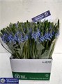 Мускари-Muscari-Armeniacum--28cm 31e95a7e-b405-11ed-0a80-0936002b78d5