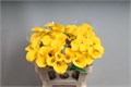 Калла-Zantedechia-Goldcup-/65cm 31e960cb-5c76-11ef-0a80-1859001dea7e