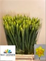 Нарцис-Narcissus-D Dick Wilden-54cm-38gr 31f13ebf-8f32-11ed-0a80-070800fa481f