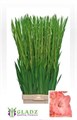 Гладиолус Gr-Gladiolus Gr-Sugar Babe-125cm-220gr 31f7a58b-343d-11ee-0a80-0dd40017ebfe