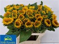 Подсолнух-Helianthus-Sunri Up Gold-80cm 3201f859-343d-11ee-0a80-0dd40017ec01