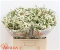 Ваксфлауэр-Chamelacium-Grace-60cm--55gr 320bdfc0-539c-11ed-0a80-0c810039e6c3