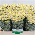 Хризантема сант-Chrysant sant-Sun Up-55cm-110gr 320edbea-bfa6-11ec-0a80-0b4c000898f8