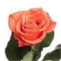 Роза-Rosa-Orange Crush-50cm-OS 320ee0f9-baee-11ee-0a80-0baa000132fe