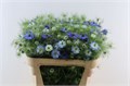 Нигелла-Nigela-D Power Blue-60cm 3213c2e7-343d-11ee-0a80-0dd40017ec04