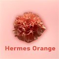 Гвоздика SE-Dianthus SE-Hermes Orange-FC 321717f3-6671-11ed-0a80-06480018bb82