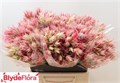 Серрурия-Serruria-Ayoba Eve Star-40cm 322743f4-343d-11ee-0a80-0dd40017ec07