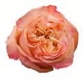 Роза-Rosa-Honey Hearts-50cm-IS 3240869e-bfa9-11ec-0a80-0b4c000b3998