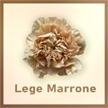 Гвоздика SE-Dianthus SE-Lege Marrone-FC 3246c545-6671-11ed-0a80-06480018bb97