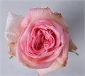 Роза-Rosa-Pink Ohara-60cm-PE 04e167bc-1005-11ee-0a80-143e0006d238
