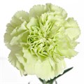 Гвоздика SE-Dianthus SE-Prado Mint-FC 324e4c4a-6671-11ed-0a80-06480018bb9a