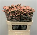 Статица-Statice-Honey Apricot-80cm-Bg 326d0fee-32a0-11ee-0a80-0b7f0007e54e
