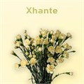 Гвоздика куст SE-Dianthus sp SE-Xanthe-FC 3272c50b-6671-11ed-0a80-06480018bba9