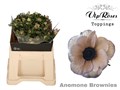 Анемон-Anemone-Brownies X 50-40cm 327dff15-e01b-11ef-0a80-16060016a3c6