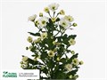 Хризантема сант-Chrysant sant-Rossi White-55cm-120gr 328318da-bfa6-11ec-0a80-0b4c000899d7