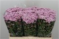 Хризантема сант-Chrysant sant-Rossi Pink-55cm-110gr 328d65a8-bfa6-11ec-0a80-0b4c000899ea