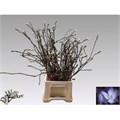 Магнолия-Magnolia-Grandiflora-75cm 32944547-e01b-11ef-0a80-16060016a3cf