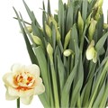 Нарцис-Narcissus-Du Sweet Paradi-45cm-25gr 32966a9d-e01b-11ef-0a80-16060016a3d2