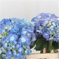 Гортензия-Hydrangea-Candy Floss Blue-70cm-Ft 32a72558-cca1-11ee-0a80-028f0008f5bc