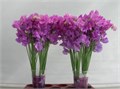 Латирус-Lathyrus-Wi Suns Mauve--45cm 04f87c4f-b8fa-11ed-0a80-0ccf002d8425