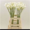 Калла-Zantedechia-Crystal Clear-60cm 32aa702b-e01b-11ef-0a80-16060016a3db