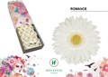 Гербера-Gerbera-Gr Romance-45cm 32ba7c87-343d-11ee-0a80-0dd40017ec19