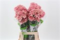 Гвоздика ст-Dianthus st-Lady Dayana-70cm 32c584ea-343d-11ee-0a80-0dd40017ec1c
