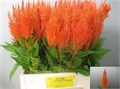 Целозия-Celosia-P Apricot Brandy-65cm 32d07352-9fa8-11f0-0a80-11aa001320c9