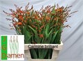 Крокосмия-Crocosmia-Ov-65cm 32d6f2b6-9fa8-11f0-0a80-11aa001320cc