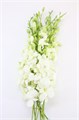 Дендробиум-Dendrobium-Big White-50cm 32e00607-bfa6-11ec-0a80-0b4c00089a7a