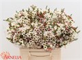 Ваксфлауэр-Chamelacium-Moonl Delight-70cm-70gr 32f10a2c-343d-11ee-0a80-0dd40017ec22