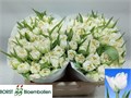 Тюльпан-Tulip-Du Northcap-40cm-34gr 3302c019-e01b-11ef-0a80-16060016a3de