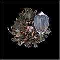 Хризантема одн-Chrysant Gr-Antonov Gothic Orange-70cm 33078bf9-e01b-11ef-0a80-16060016a3e1
