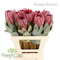 Протея-Protea-Sharon-60cm 33082fa2-9fa8-11f0-0a80-11aa001320d6