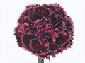 Гвоздика ст-Dianthus st-Nob Burgundy-65cm 330fc7bb-e01b-11ef-0a80-16060016a3e7